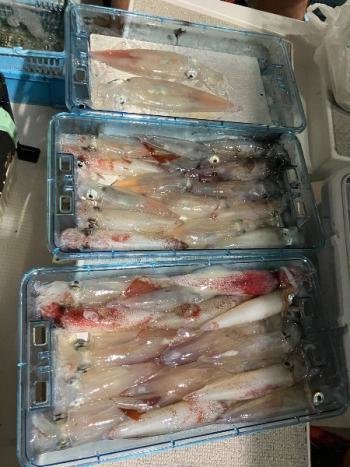 マイカ(ケンサキイカ)