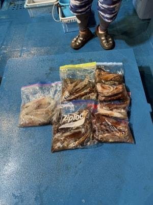 アカイカ(ケンサキイカ)・スルメイカ