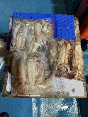 アカイカ(ケンサキイカ)