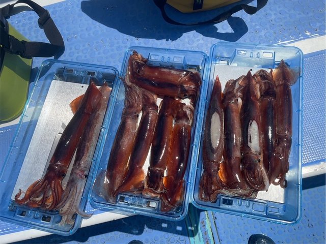 スルメ(スルメイカ)