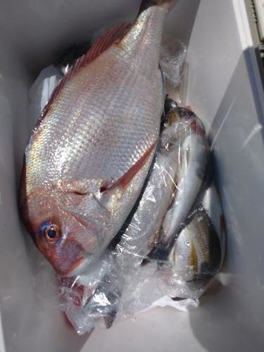 マダイ・イサキ