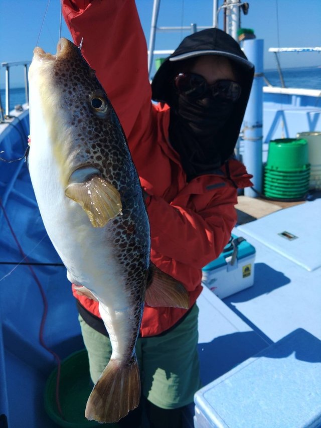 ショウサイフグ