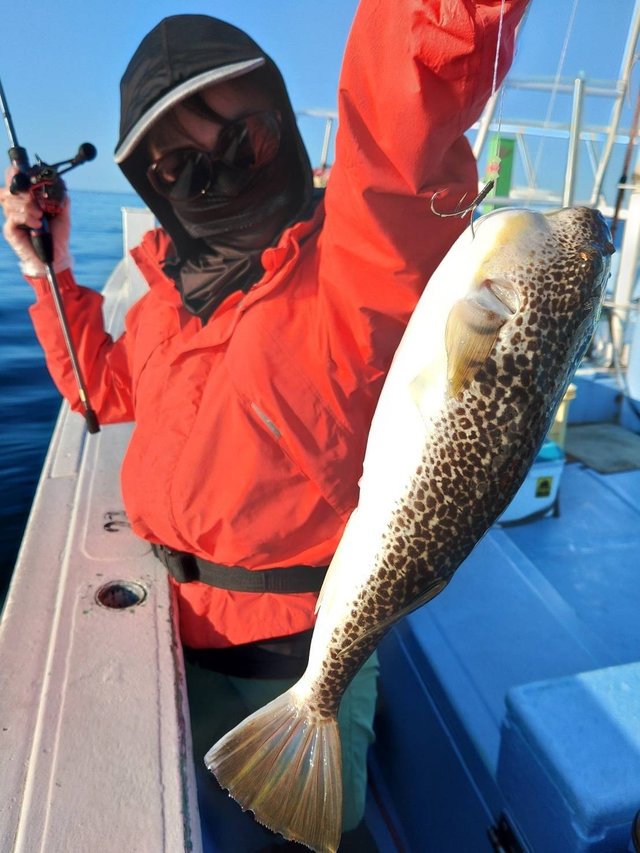 ショウサイフグ