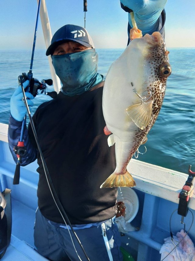 ショウサイフグ