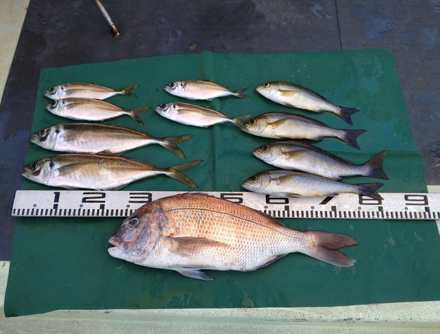 マダイ・マアジ・イサギ(イサキ)