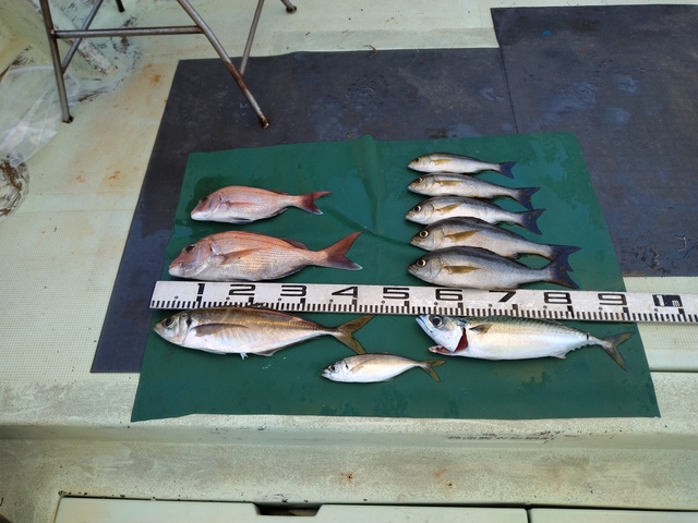 マダイ・マアジ・イサギ(イサキ)・マサバ