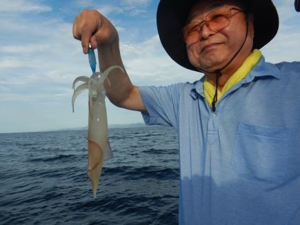 シロイカ(ケンサキイカ)