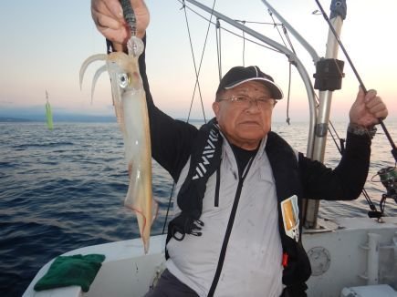 シロイカ(ケンサキイカ)