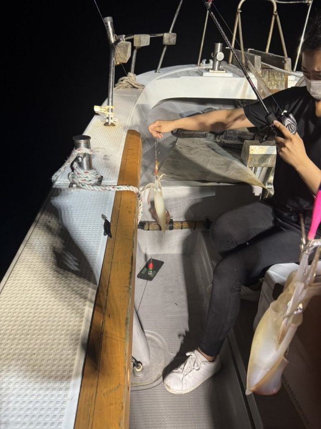 シロイカ(ケンサキイカ)