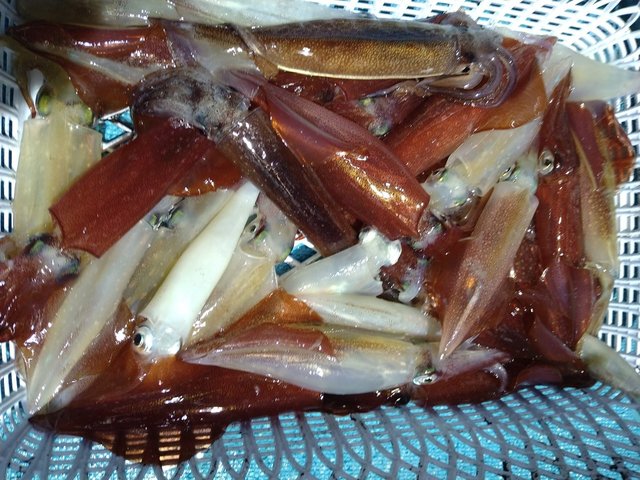 イカ(ヤリイカ)