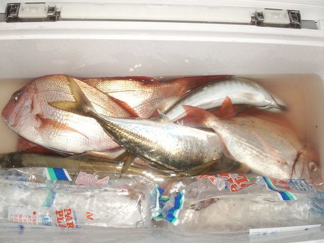 マダイ・アジ(マアジ)