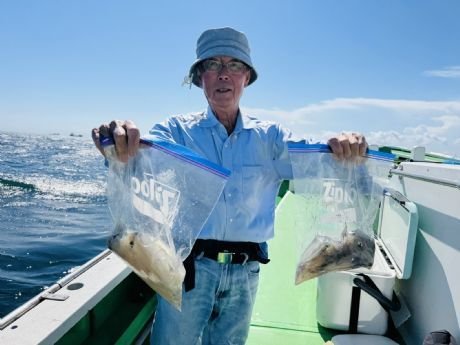 マルイカ(ケンサキイカ)