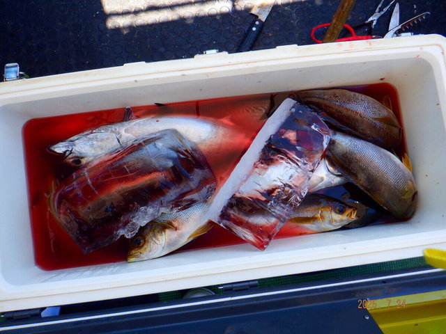 イサキ・スマガツオ(スマ)