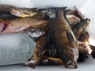 イサキ・メバル