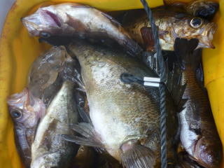 イサキ・メバル