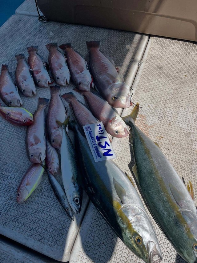 ブリ・シロアマダイ・イトヨリ(イトヨリダイ)