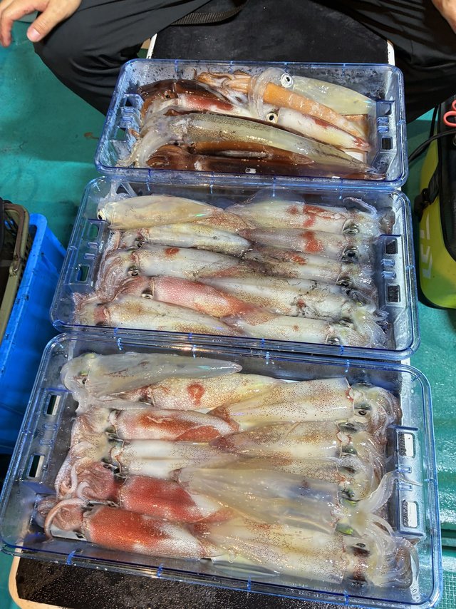 アカイカ(ケンサキイカ)