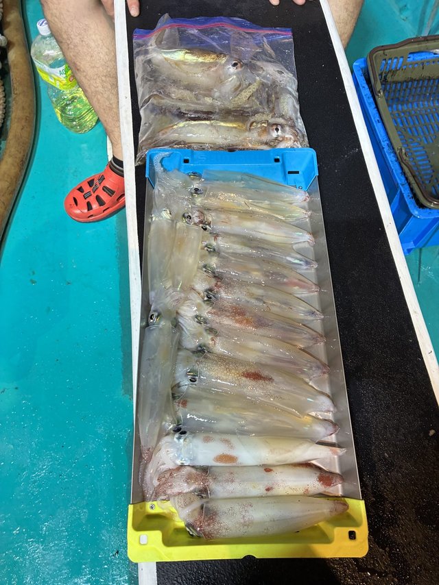 アカイカ(ケンサキイカ)