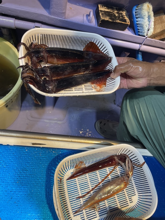 ムラサキイカ・スジイカ