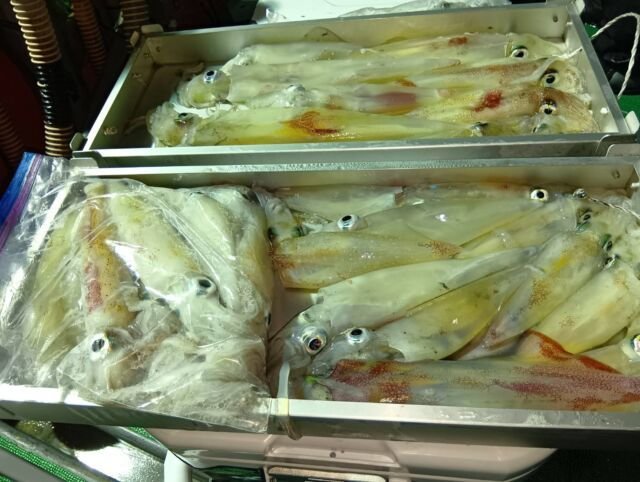 イカ(ヤリイカ)