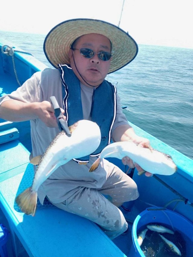 ショウサイフク(ショウサイフグ)