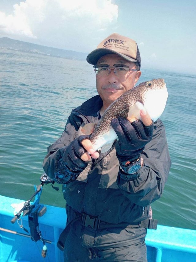 ショウサイフク(ショウサイフグ)