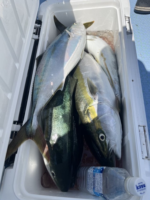 イナダ(ブリ)・ワラサ(ブリ)