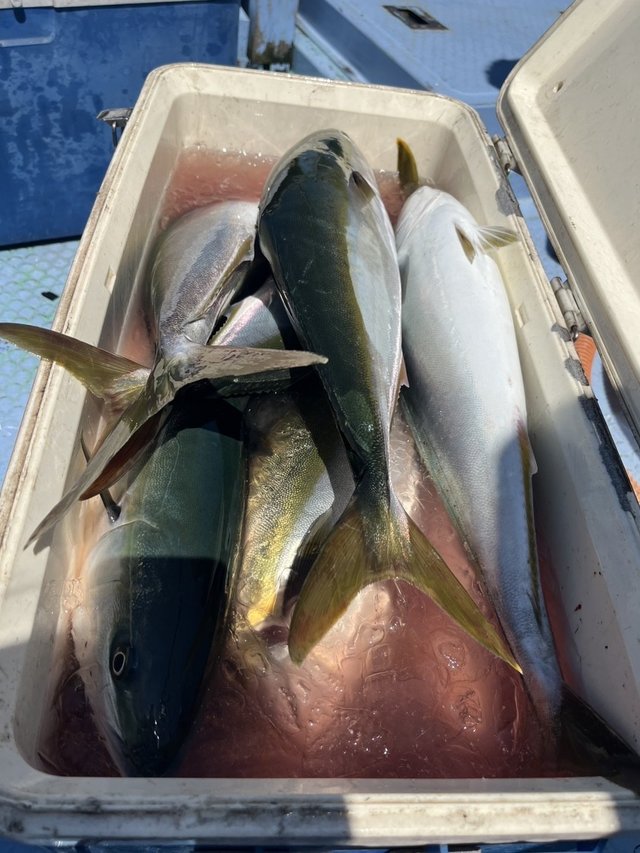 イナダ(ブリ)・ワラサ(ブリ)