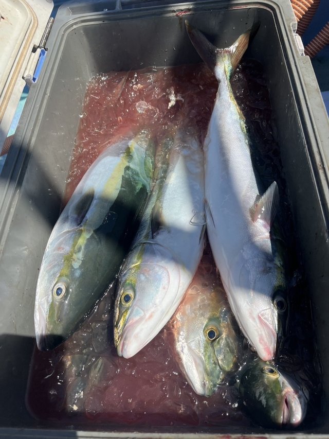 イナダ(ブリ)・ワラサ(ブリ)