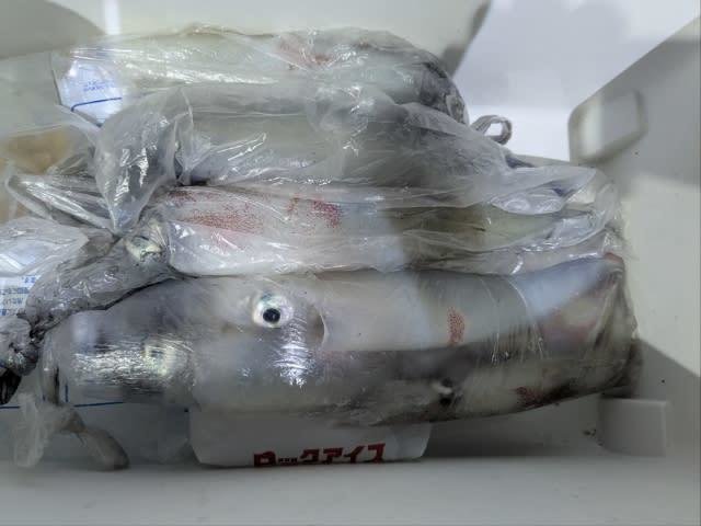 アカイカ(ケンサキイカ)