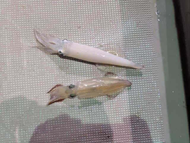 アカイカ(ケンサキイカ)