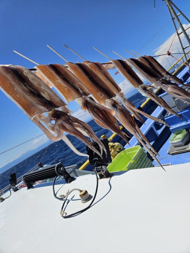 スルメ(スルメイカ)