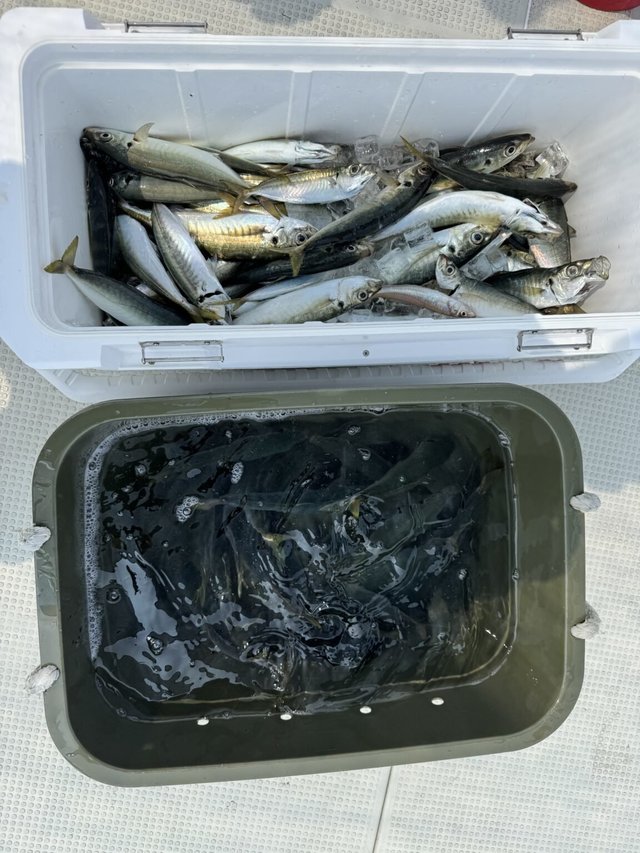 キス(シロギス)・アジ(マアジ)