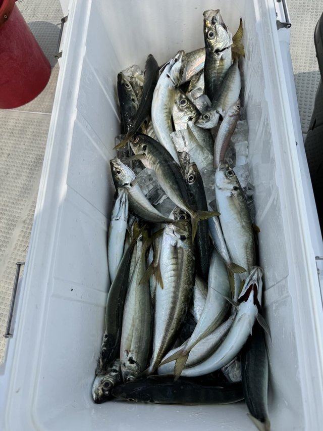 キス(シロギス)・アジ(マアジ)