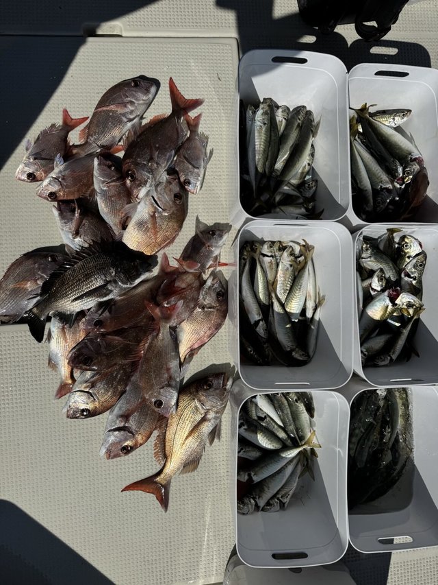 マダイ・クロダイ・アジ(マアジ)