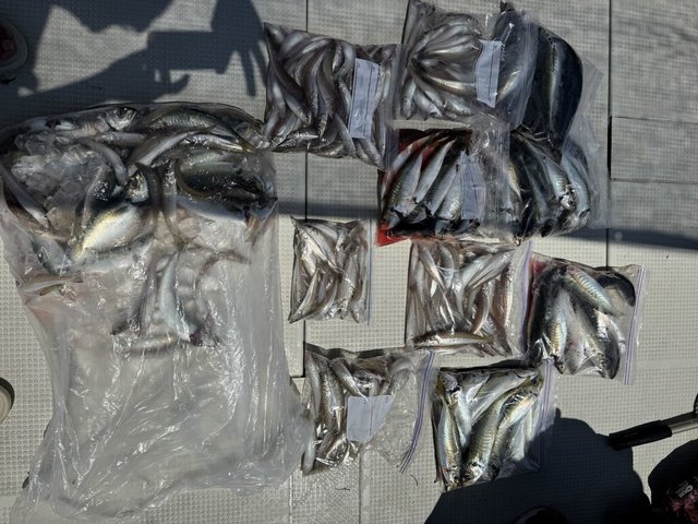 キス(シロギス)・アジ(マアジ)