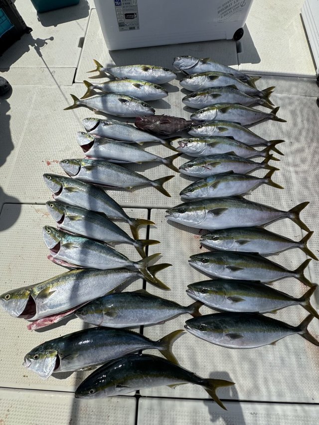 マハタ・ハマチ(ブリ)