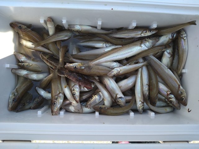 キス(シロギス)