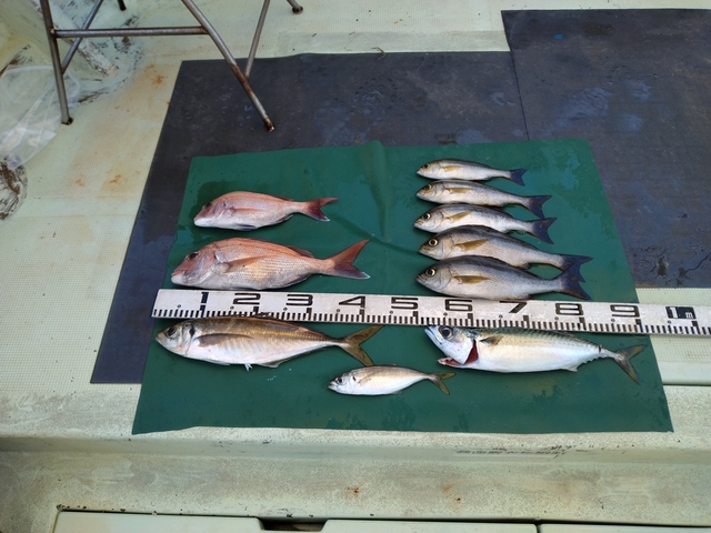 マダイ・マアジ・イサキ