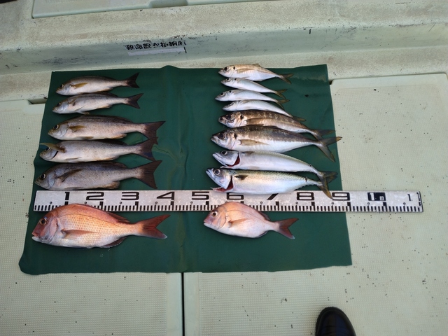 マダイ・マアジ・イサギ(イサキ)・マサバ