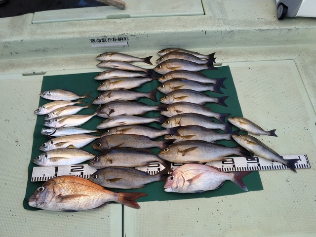 マダイ・マアジ・イサギ(イサキ)