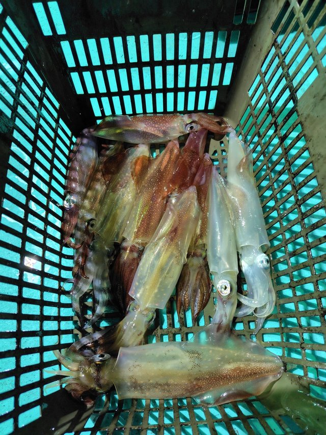 シロイカ(ケンサキイカ)・スルメ(スルメイカ)