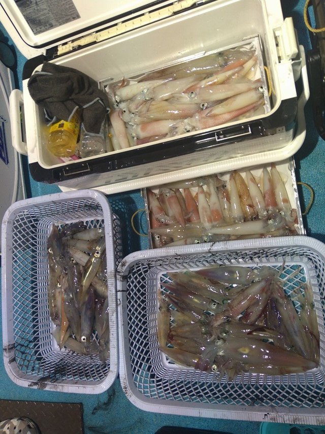 イカ(ケンサキイカ)