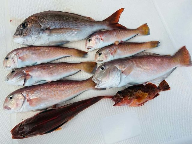 マダイ・アマダイ(アカアマダイ)・ガシラ(カサゴ)・ホウボウ