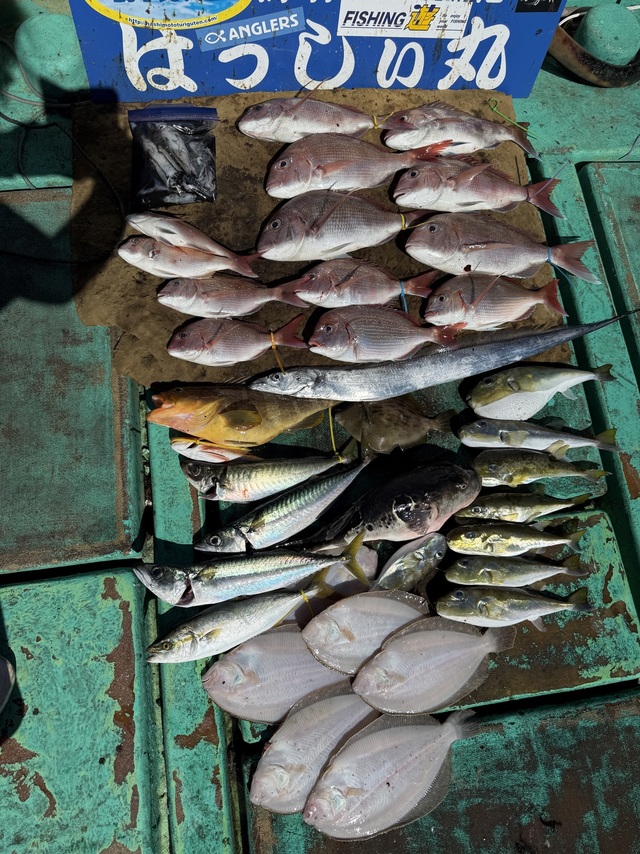 タイ(マダイ)・アオハタ・タチウオ