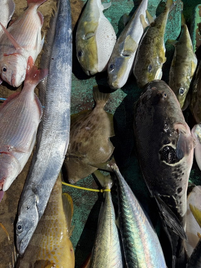 タイ(マダイ)・アオハタ・タチウオ