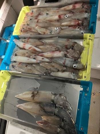 マイカ(ケンサキイカ)