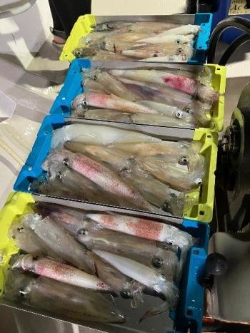 マイカ(ケンサキイカ)