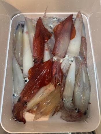 マイカ(ケンサキイカ)