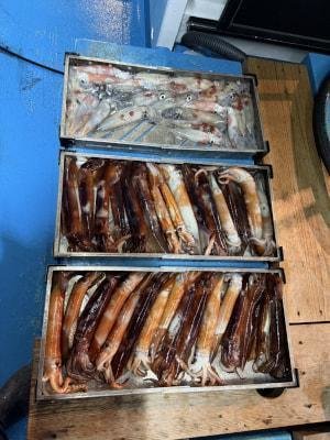 アカイカ(ケンサキイカ)